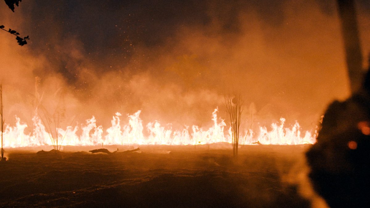 Photo du film The Territory