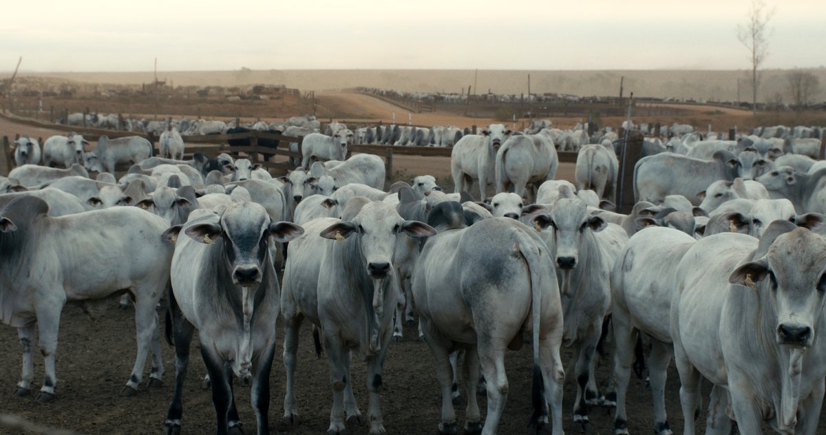 Photo du film The Territory