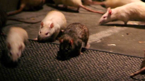 Photo du film Decay [2015]