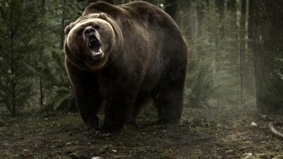 Photo du film Into the Grizzly Maze