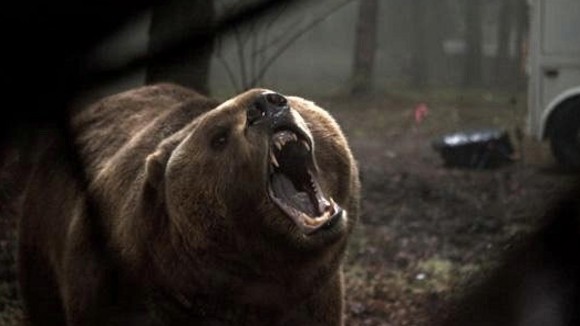 Photo du film Into the Grizzly Maze