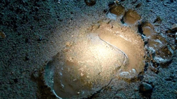 Photo du film Into the Grizzly Maze