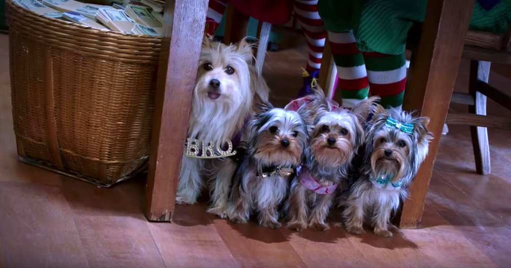 Photo du film Puppy Star Christmas [2018]