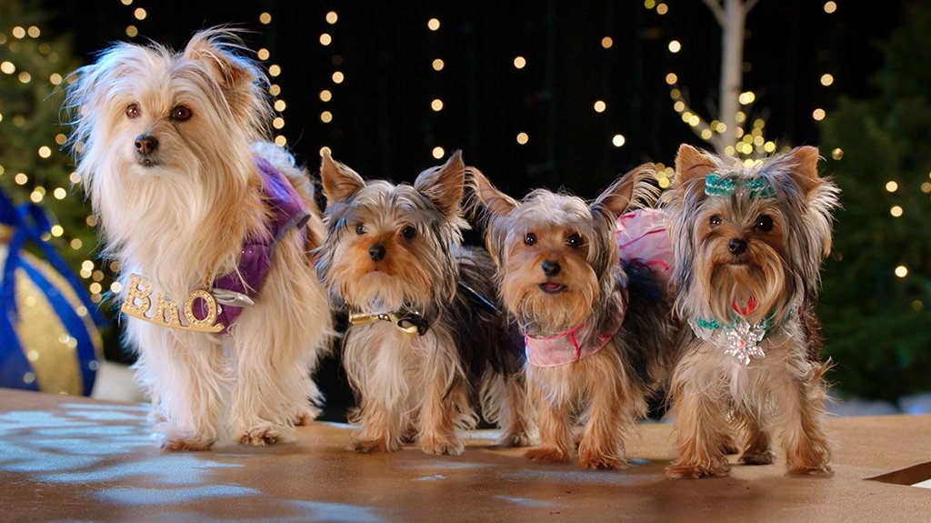 Photo du film Puppy Star Christmas [2018]