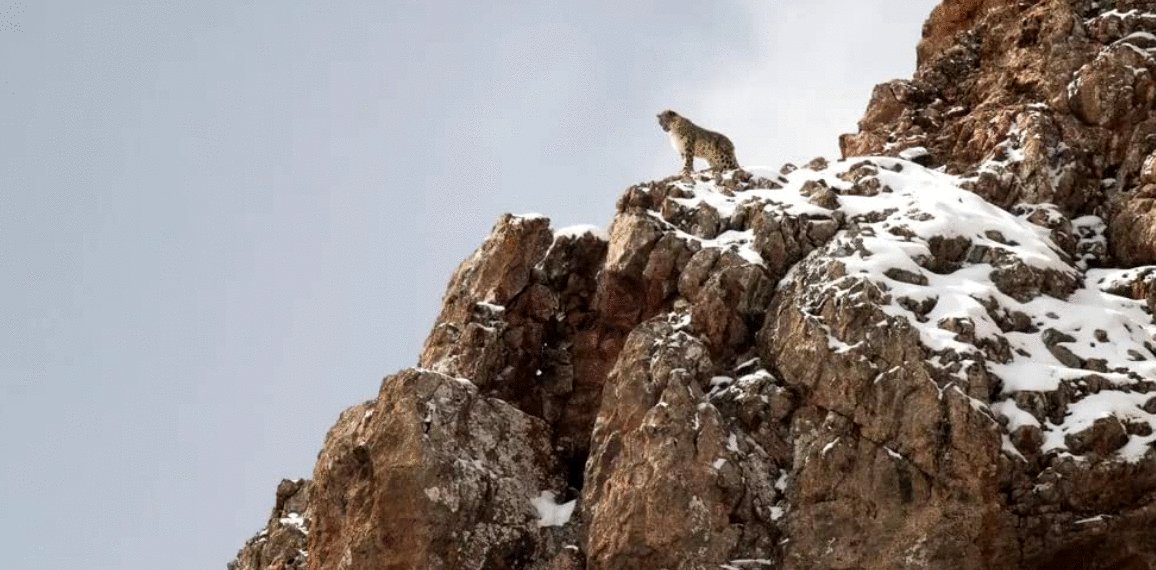 Photo du film La panthère des neiges [2021]