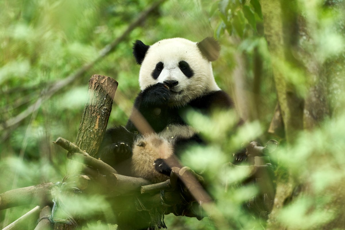 Photo from the movie Moon the Panda [2025]