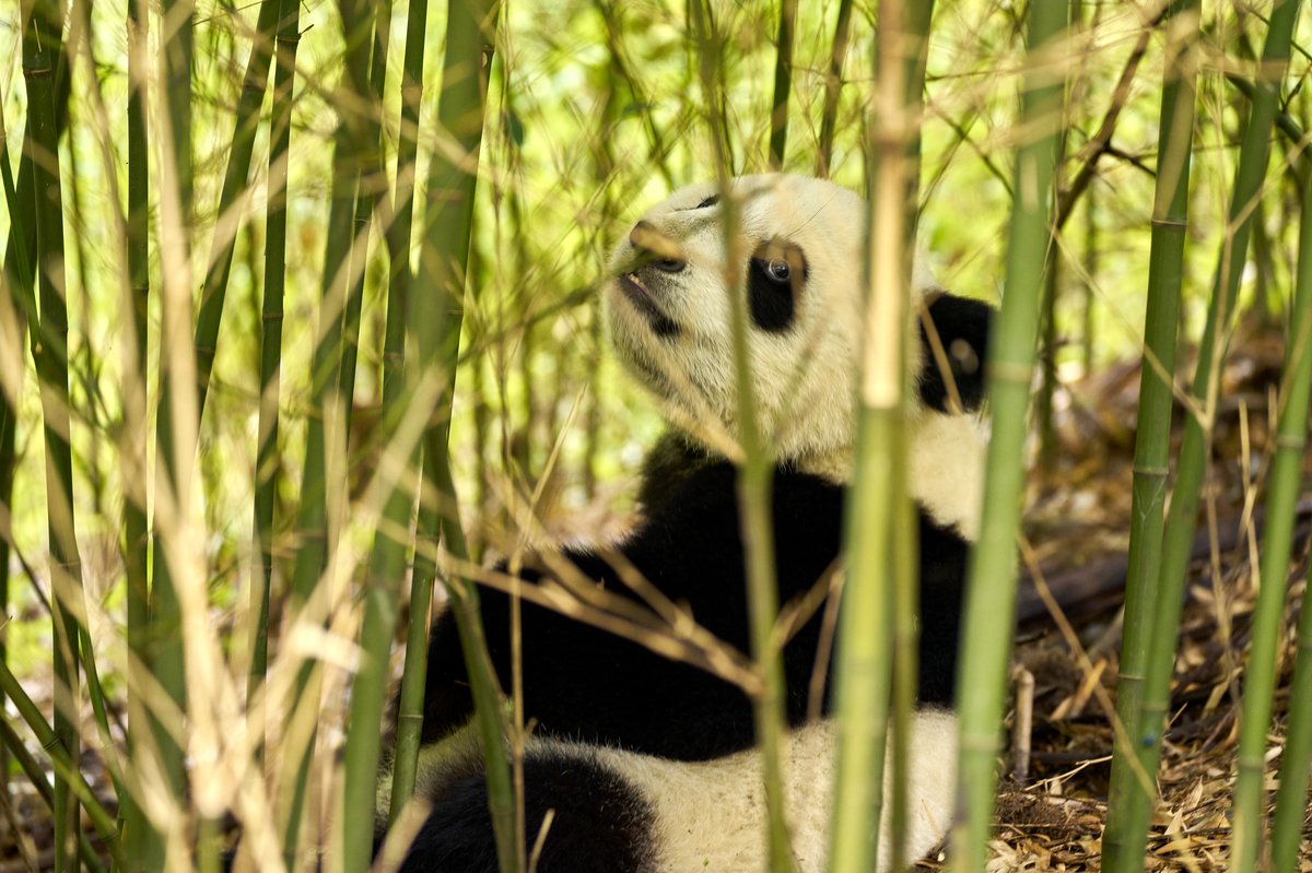 Photo from the movie Moon the Panda [2025]