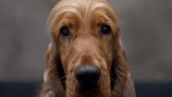 Photo from the movie Billy and Buddy