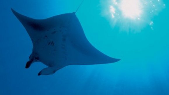 Photo du film La Planète Bleue