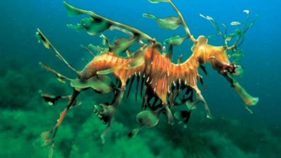 Photo du film La Planète Bleue