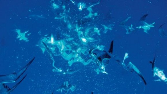 Photo du film La Planète Bleue