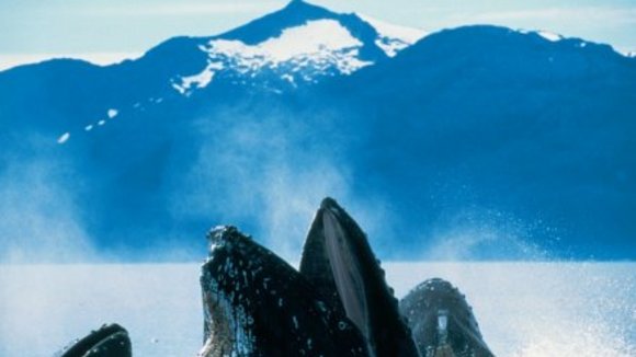 Photo du film La Planète Bleue