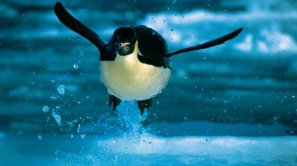 Photo du film La Planète Bleue