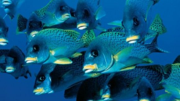 Photo du film La Planète Bleue