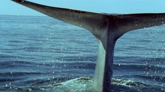 Photo du film La Planète Bleue