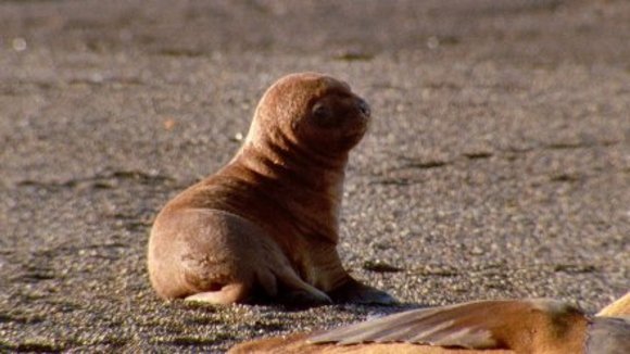 Photo du film La Planète Bleue