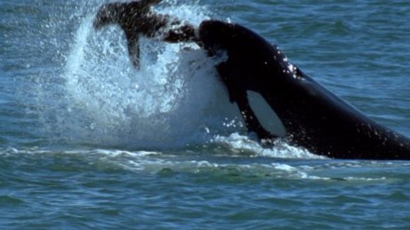 Photo du film La Planète Bleue