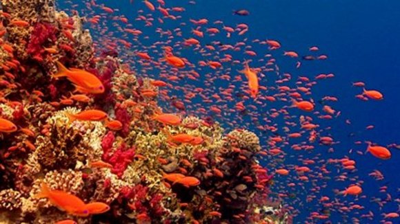 Photo du film La Planète Bleue