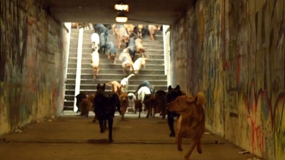 Photo from the movie White God [2014]