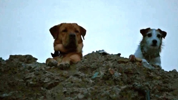 Photo from the movie White God [2014]