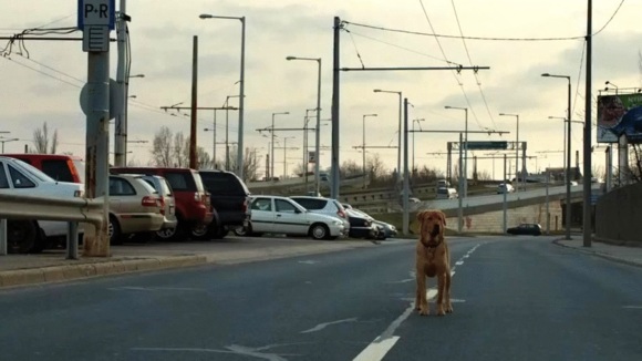 Photo from the movie White God [2014]