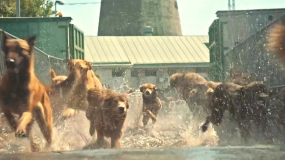 Photo from the movie White God [2014]