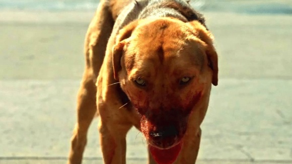 Photo from the movie White God [2014]