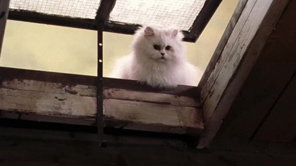 Photo du film Miss Minoes