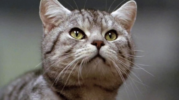 Photo du film Miss Minoes