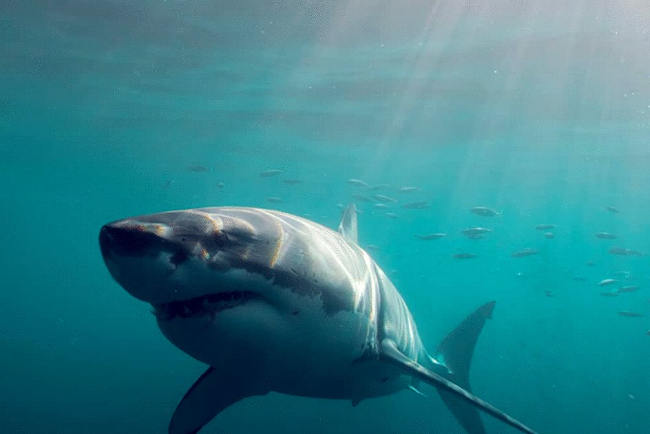 Photo du film The Reef: Stalked [2022]