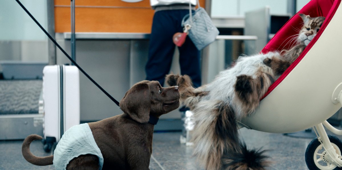 Photo du film Chien et chat