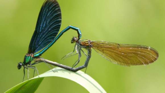 Photo du film Les Animaux amoureux