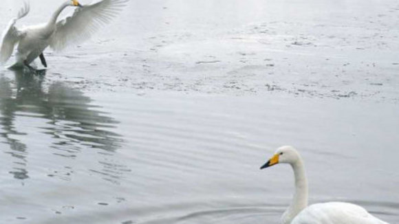 Photo du film Les Animaux amoureux