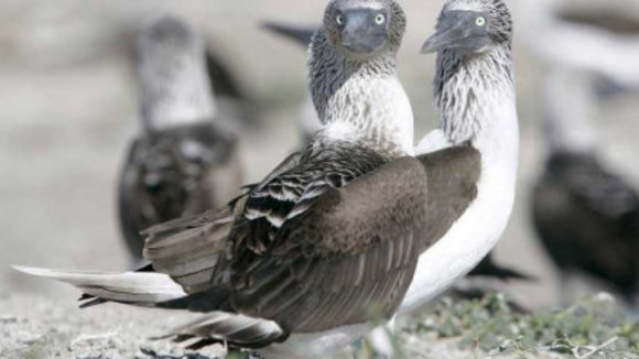 Photo du film Les Animaux amoureux