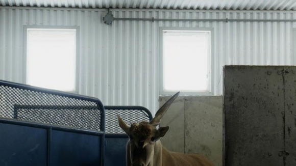 Photo from the movie Bestiaire [2012]