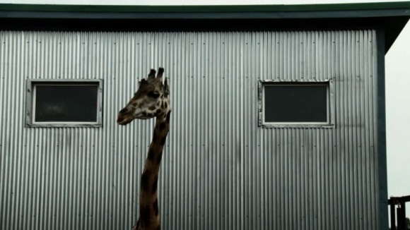 Photo from the movie Bestiaire [2012]