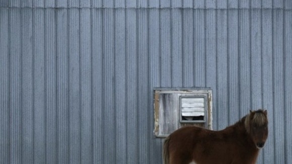 Photo from the movie Bestiaire [2012]