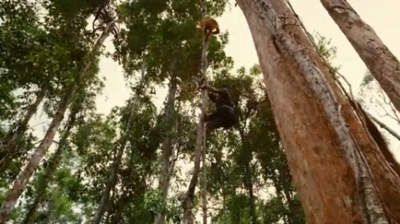 Photo du film Nés pour être libres