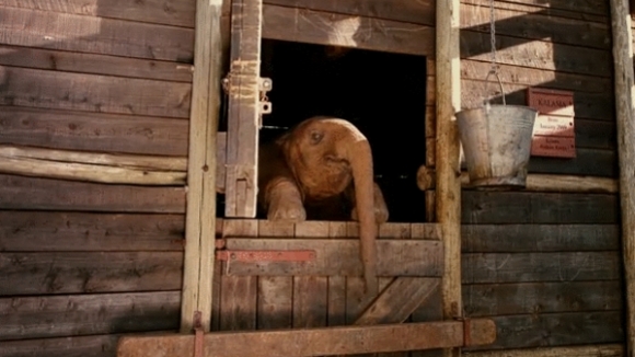 Photo du film Nés pour être libres