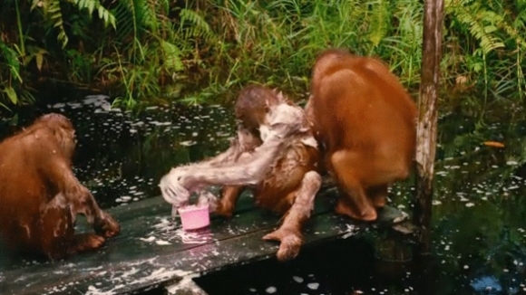 Photo du film Nés pour être libres