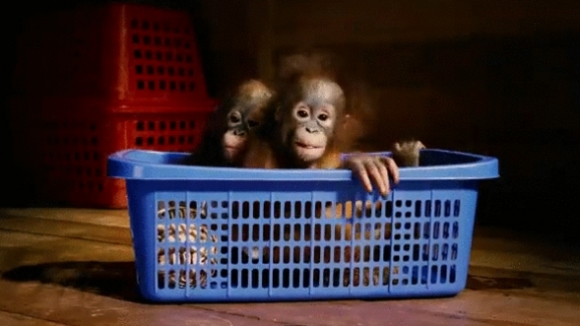 Photo du film Nés pour être libres