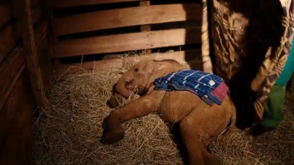 Photo du film Nés pour être libres