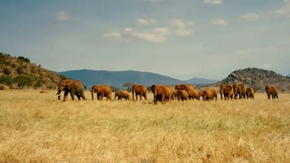 Photo du film Nés pour être libres