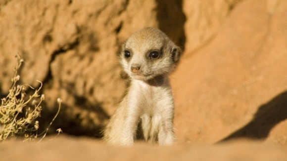 Photo from the movie The Meerkats