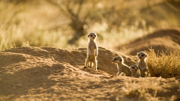 Photo from the movie The Meerkats