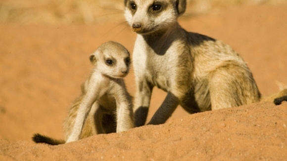 Photo from the movie The Meerkats
