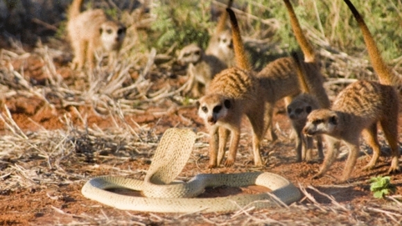 Photo from the movie The Meerkats