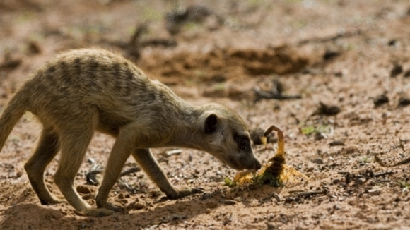 Photo from the movie The Meerkats