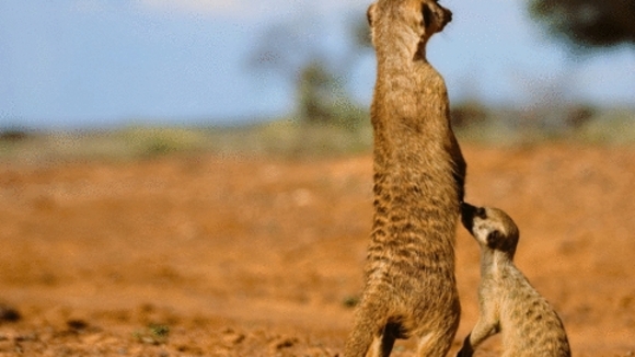 Photo from the movie The Meerkats