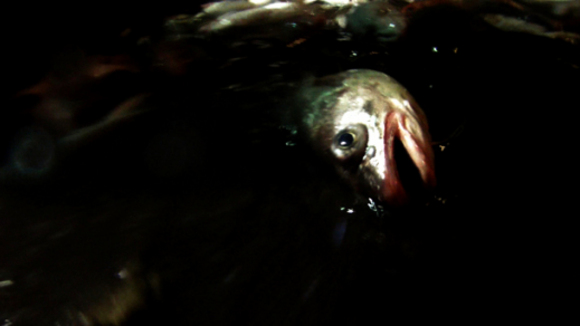 Photo from the movie Leviathan